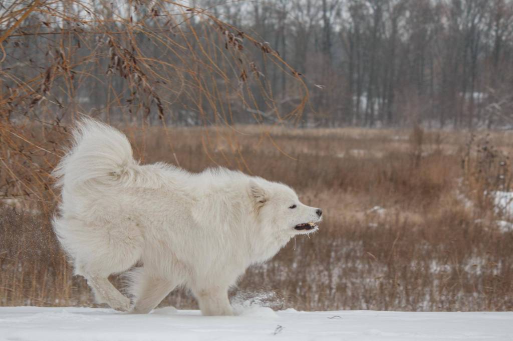 Czy samoyed linieje i jak się z tym uporać?