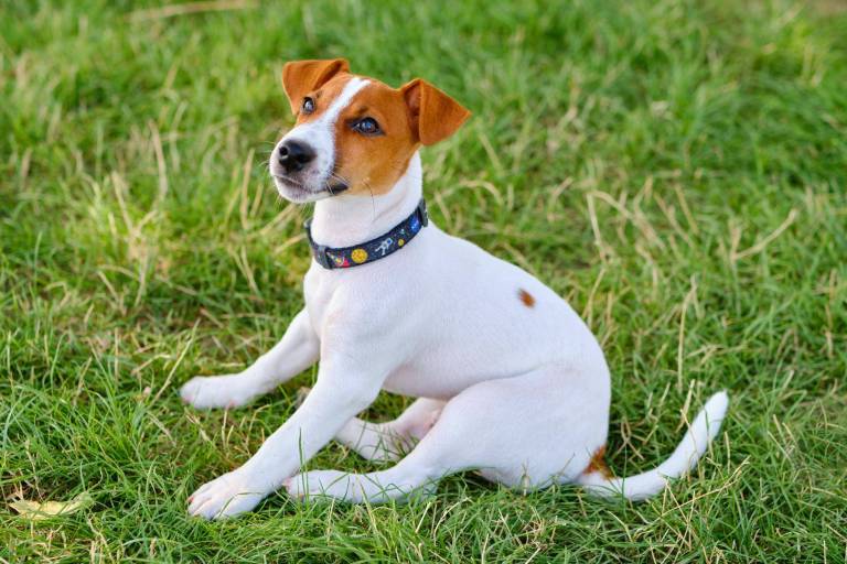 Jack russell terrier co warto wiedzieć o jego charakterze i potrzebach