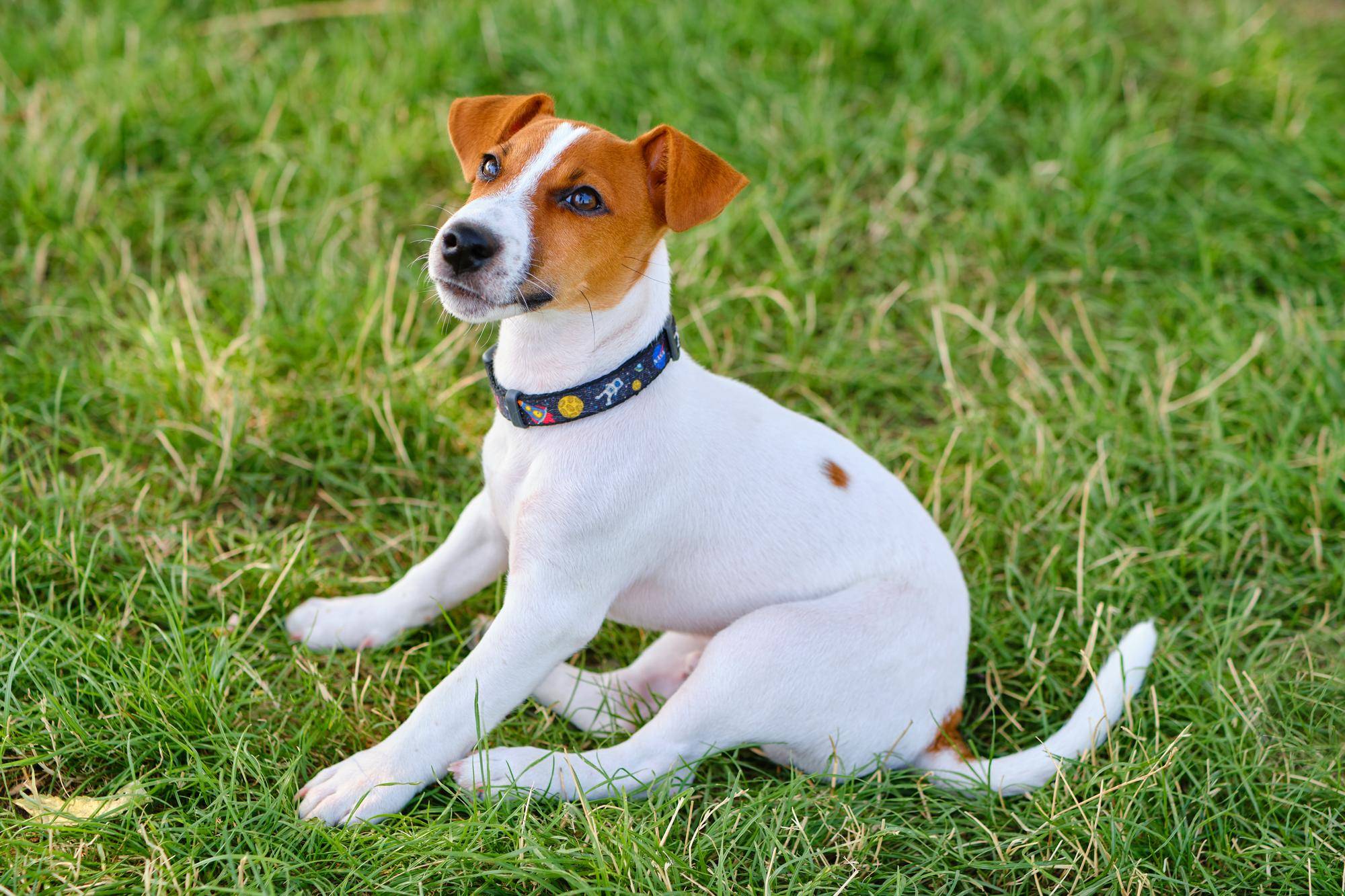 Jack russell terrier co warto wiedzieć o jego charakterze i potrzebach
