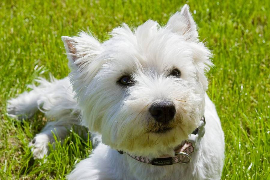 West highland white terrier sierść czy włosy jakie są różnice?