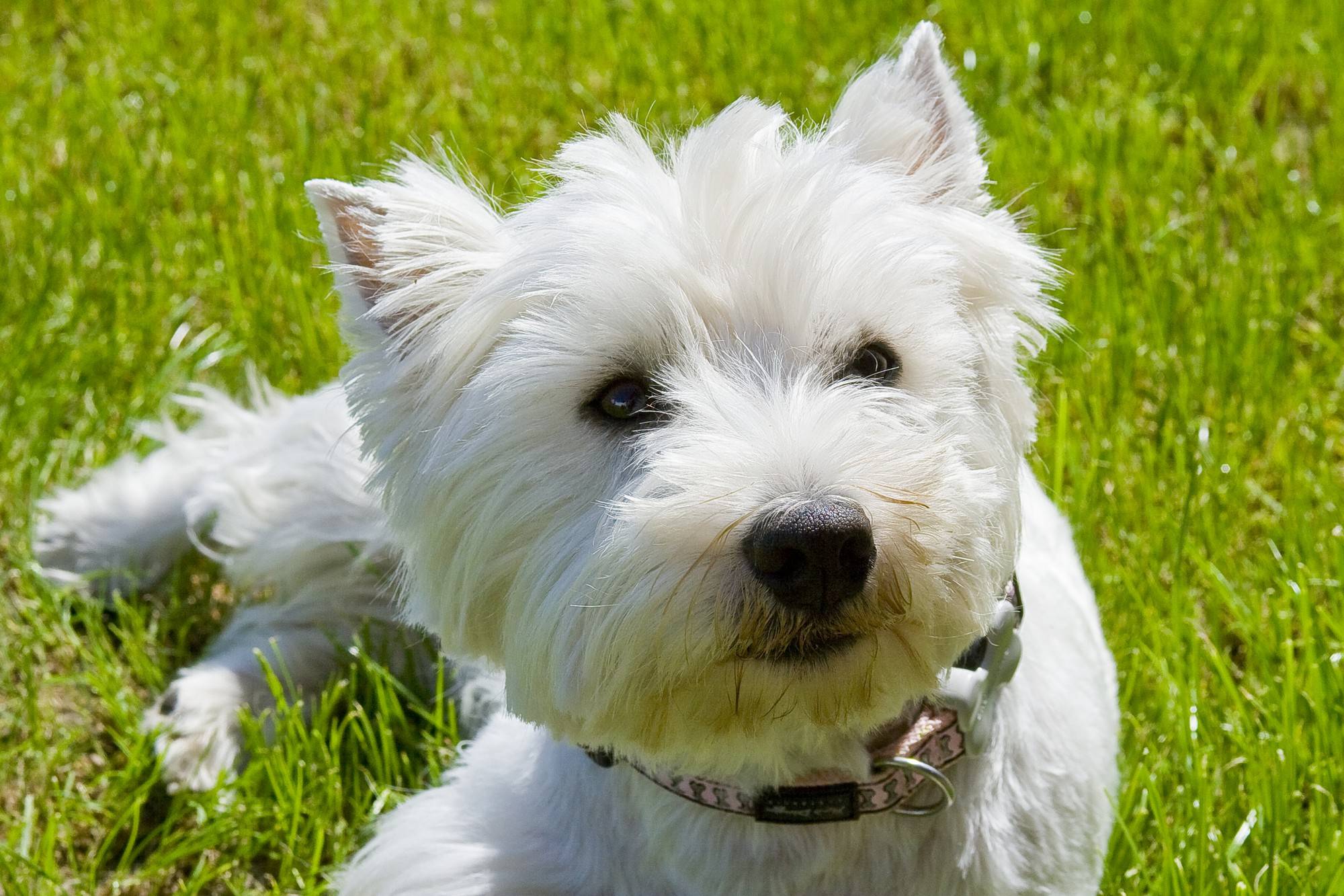 West highland white terrier sierść czy włosy jakie są różnice?